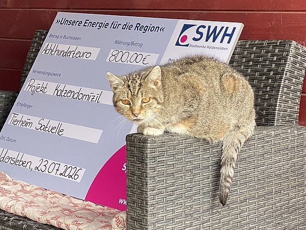 Katze sitzt vor Spendenscheck auf der Lehne eines Sessels